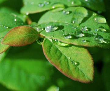 Ecoquent - ökologisch konsequent