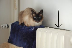 Katze sitzt auf Heizkörper - Kosten sparen