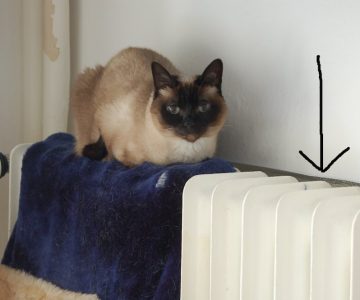 Katze sitzt auf Heizkörper - Kosten sparen