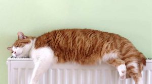 Heizkostenabrechnung zu hoch? Heizkosten sparen