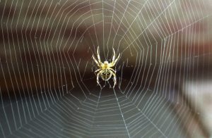 Fernwärme-netz: Wie bei einer Spinne