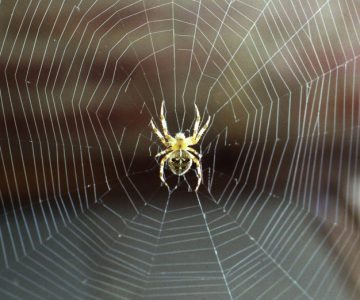 Fernwärme-netz: Wie bei einer Spinne