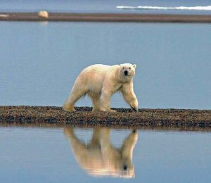 Wie deftig müssen Klima-Wissenschaftler werden, um uns aufzurütteln?