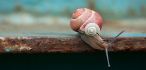 Große Schnekce, kleine Schnecke im Teamwork