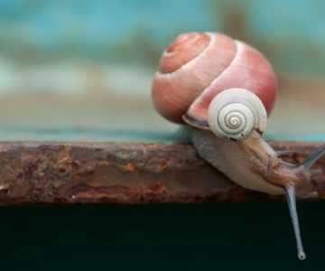 Große Schnekce, kleine Schnecke im Teamwork