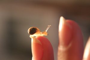 Kleine Schnecke mit Haus auf Fingerspitze