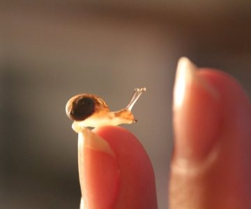 Kleine Schnecke mit Haus auf Fingerspitze