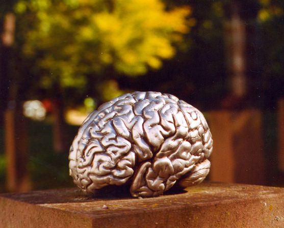 Gehirn Silber Intelligent