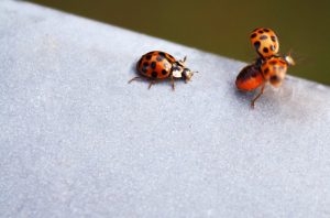 Cornelia sagt Servus