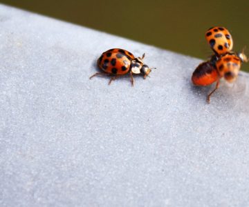 Cornelia sagt Servus