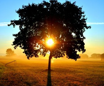 baum_holz_speicher_solarenergie_sonne