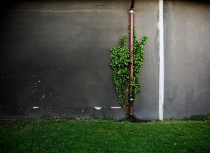 heizwasser-bakterien-biofilm-mikroorganismen-bakterien