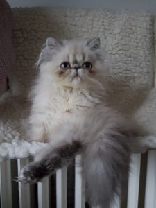 Katze_Heizkörper_hydraulischer_Abgleich