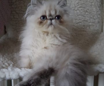 Katze_Heizkörper_hydraulischer_Abgleich