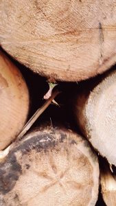 Holz_Scheitholz_Pelletheizung