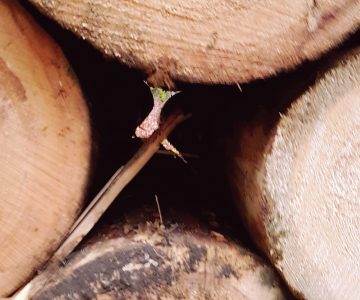 Holz_Scheitholz_Pelletheizung