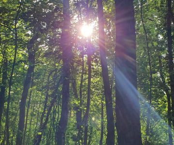 ecoquent_umweltfreundlich_Wald