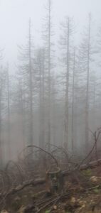 Klimawandel_Waldsterben_Harz