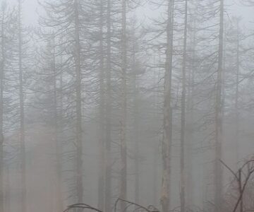 Klimawandel_Waldsterben_Harz