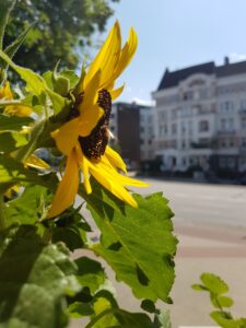 Solardach-Solardächer-Solarpotential