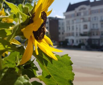 Solardach-Solardächer-Solarpotential