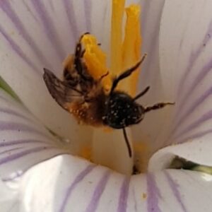 Weltbienentag-so-heizen-bienen