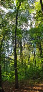 Wald Waldzustand Waldzustandsbericht 2023