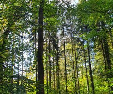 Wald Waldzustand Waldzustandsbericht 2023
