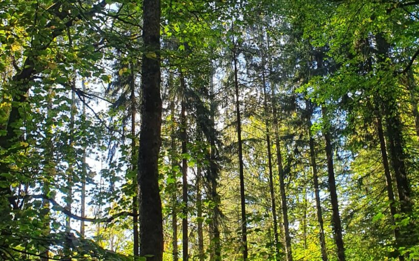 Wald Waldzustand Waldzustandsbericht 2023