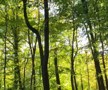 Wald Klima Studie KlimaHolz Klimaschützer