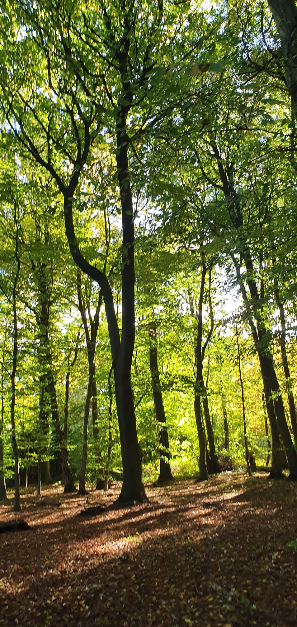 Wald Klima Studie KlimaHolz Klimaschützer