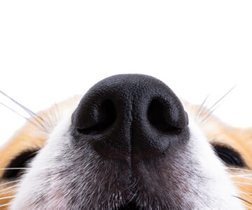 Waermepumpe kaufen 2025_Nase vorn