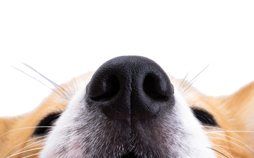 Waermepumpe kaufen 2025_Nase vorn