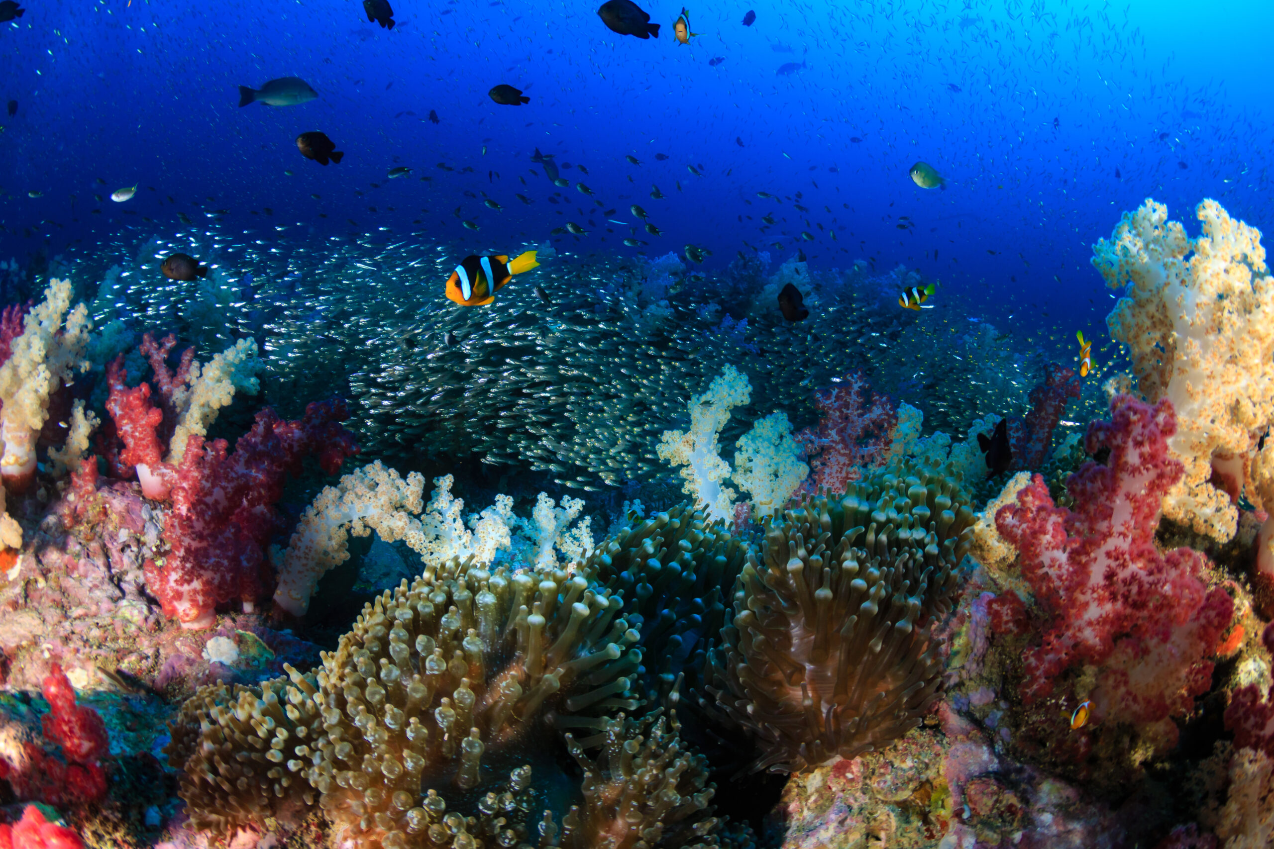 KIpppunkt Korallenriff